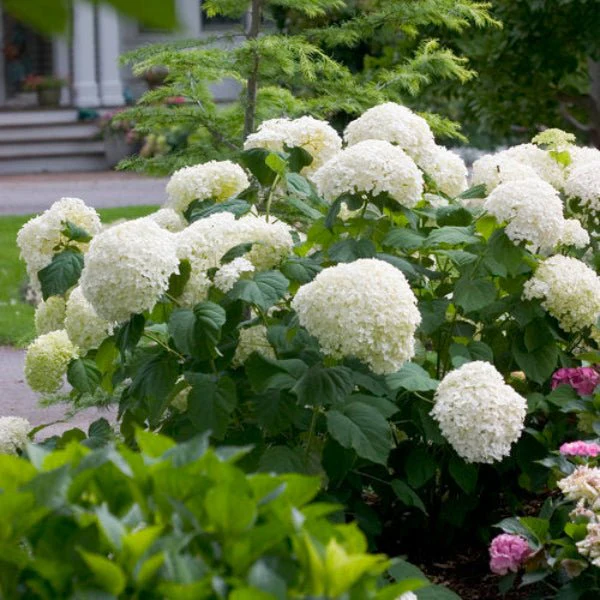 Incrediball Hydrangea Bushes - Image 3