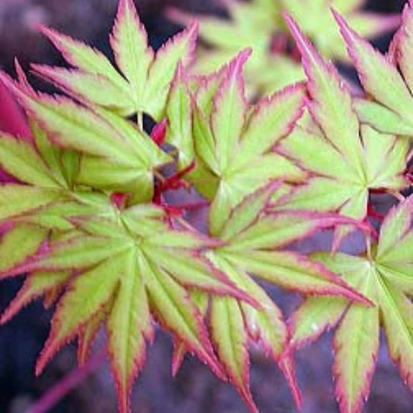 Japanese Coral Bark Maple
