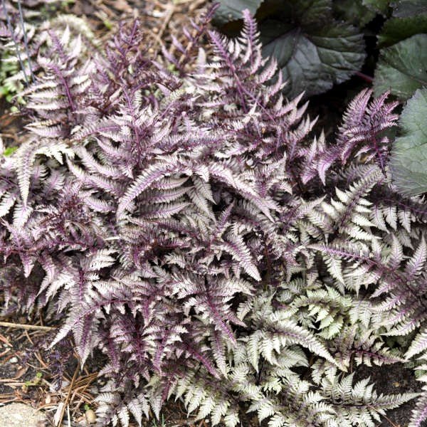Japanese Painted Ferns - Image 3