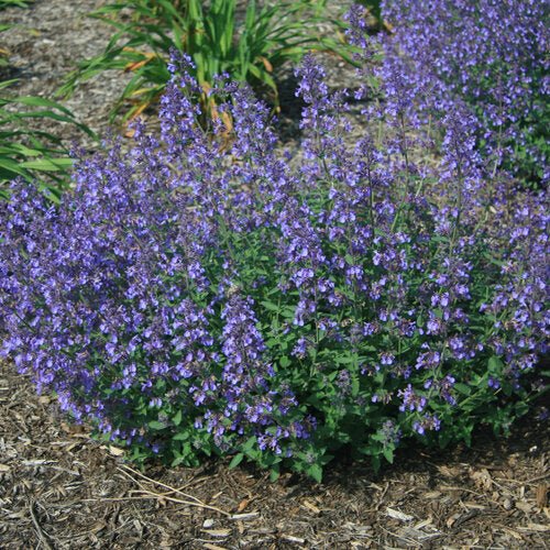 Junior Walker Catmint - Nepeta faassenii