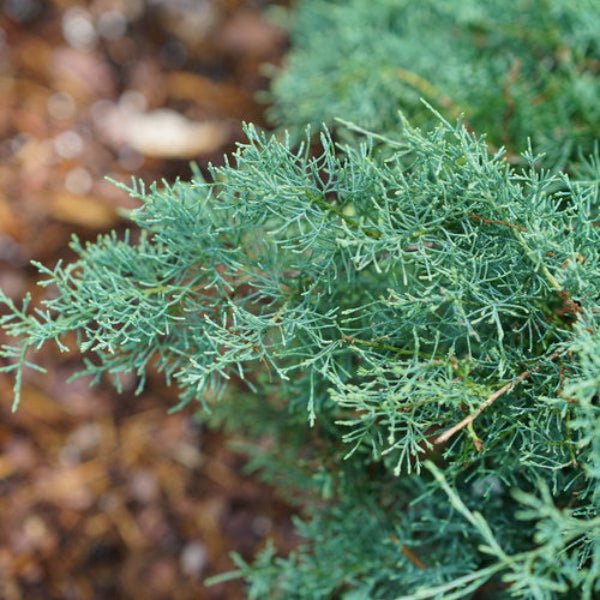 Montana Moss Juniper - Image 3