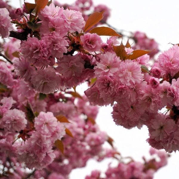 Kwanzan Cherry Tree