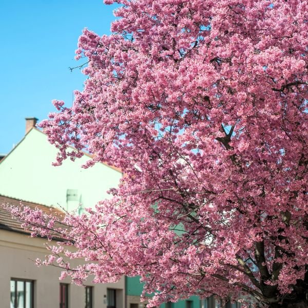 Kwanzan Cherry Tree - Image 2