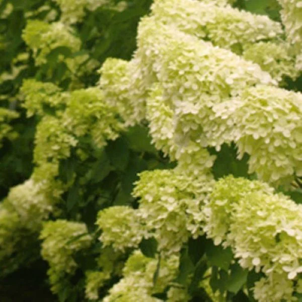 Limelight Hydrangea Bush - Image 2