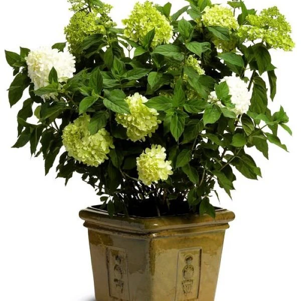 Limelight Hydrangea Bush - Image 3
