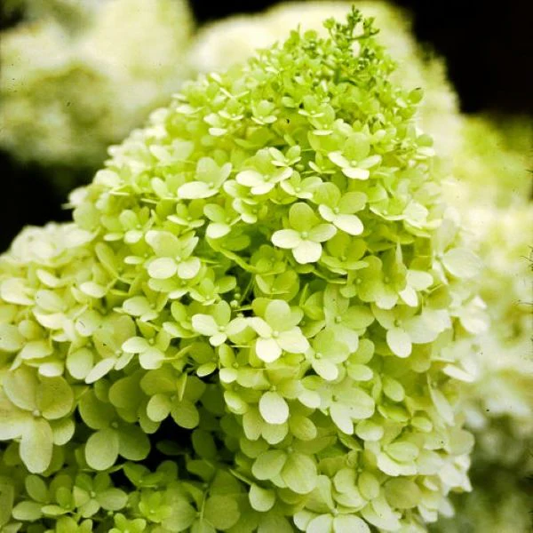 Limelight Hydrangea Bush - Image 4