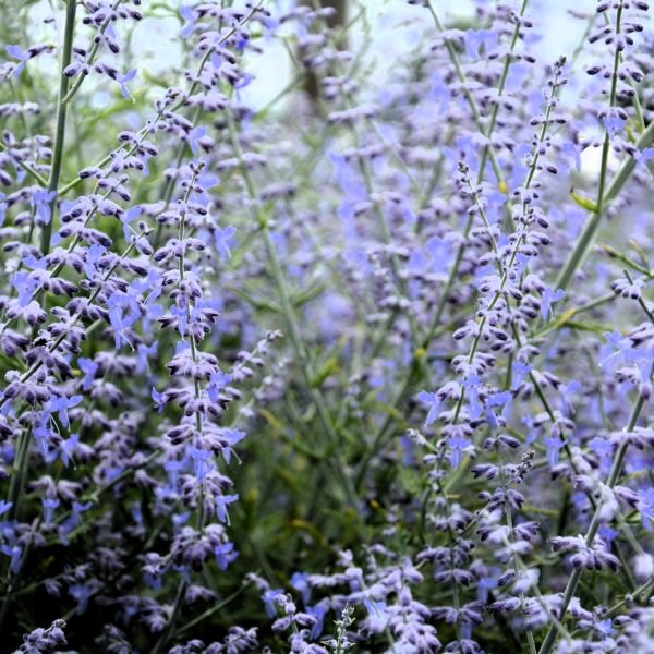 Little Lace Russian Sage
