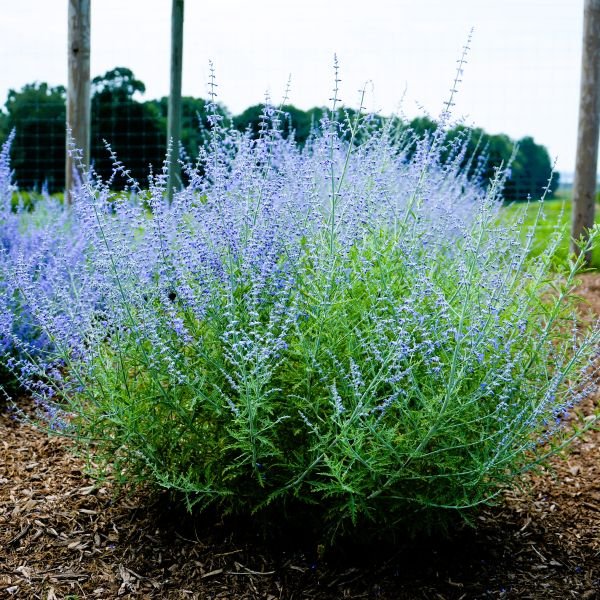 Little Lace Russian Sage - Image 2