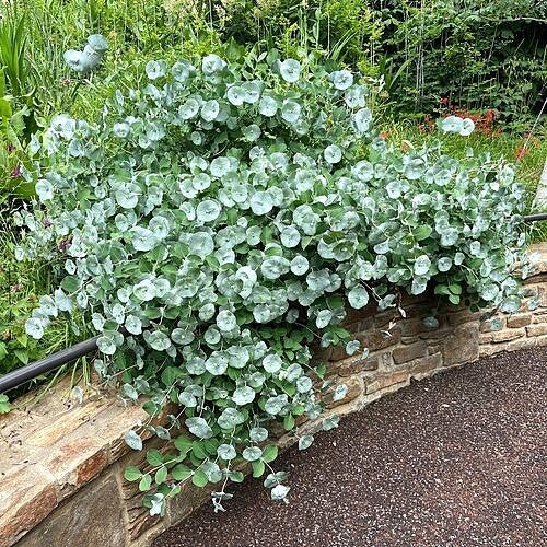 Lonicera reticulata Kintzley’s Ghost®
