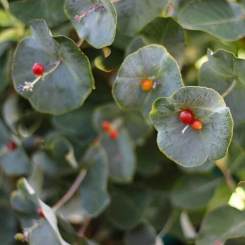Lonicera reticulata Kintzley’s Ghost® - Image 2