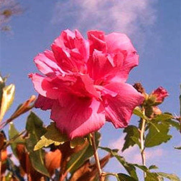 Lucy Rose of Sharon