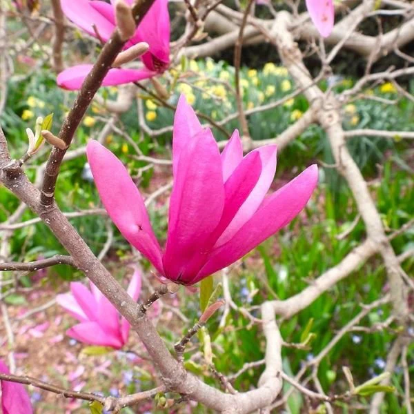 Magnolia 'Jane' - Image 2