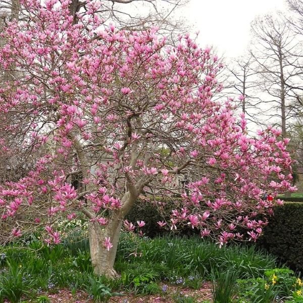 Magnolia 'Jane' - Image 3