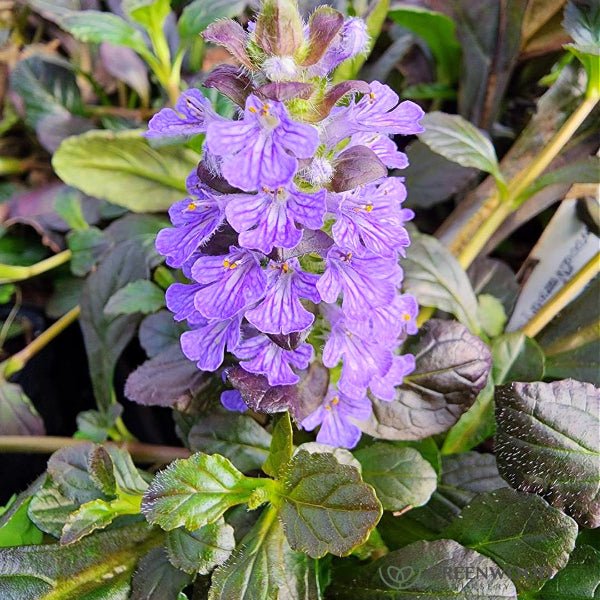 Mahogany Ajuga - Image 3