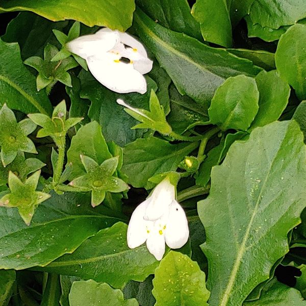 Mazus Alba