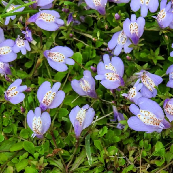 Mazus Reptans