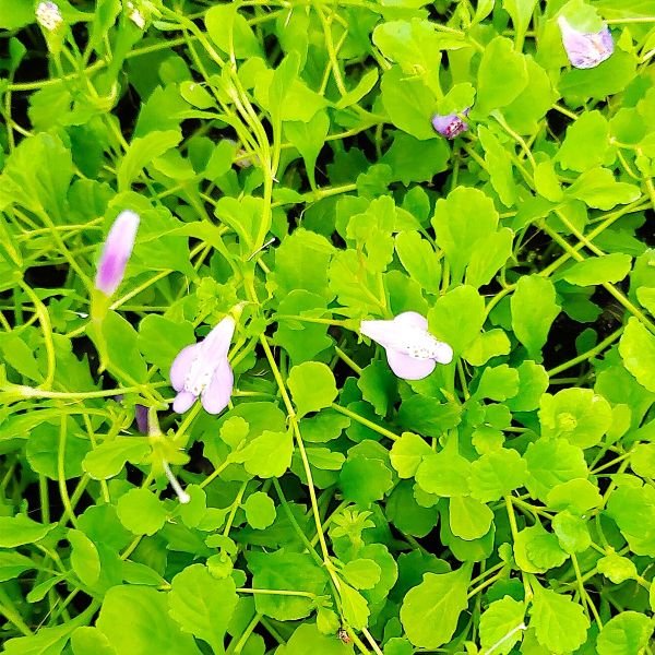 Mazus Reptans - Image 2