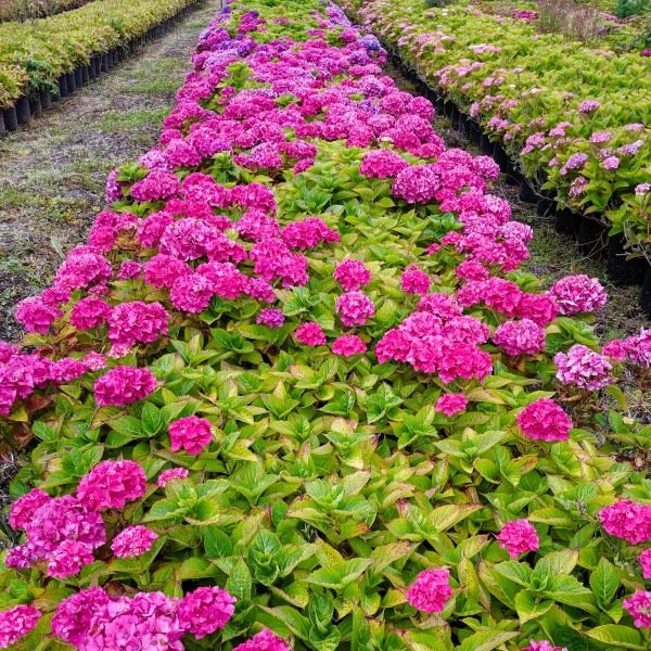 Merritt Supreme Hydrangea - Image 2