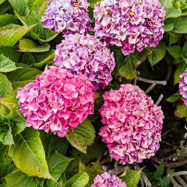 Merritt Supreme Hydrangea - Image 3