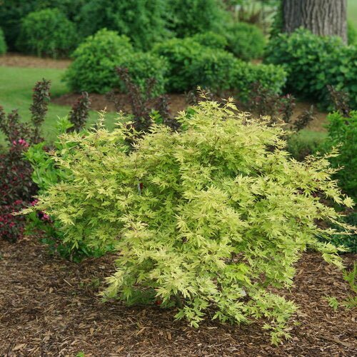 Metamorphosa Japanese Maple - Image 3