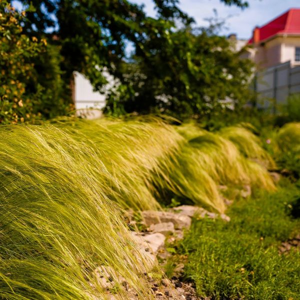 Mexican Feather Grass - Image 3