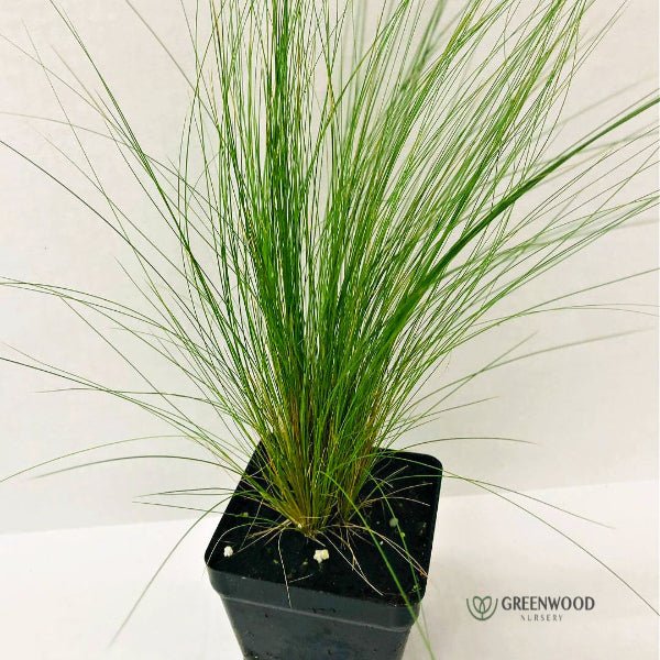 Mexican Feather Grass - Image 4