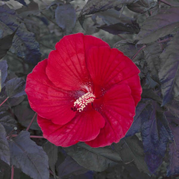 Hibiscus Midnight Marvel