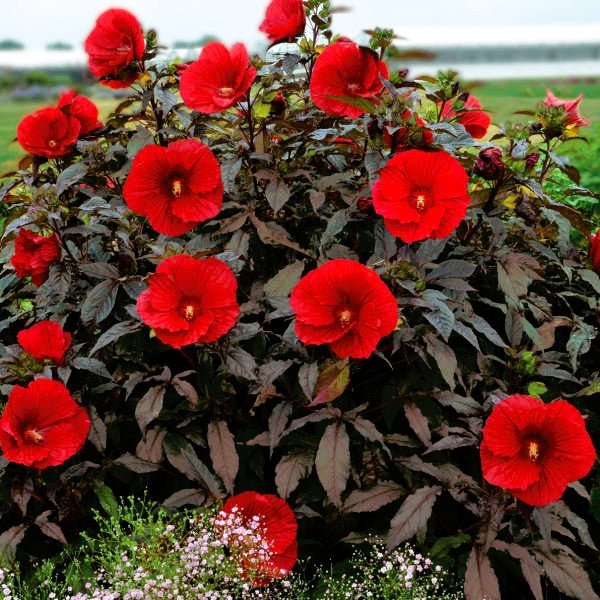 Hibiscus Midnight Marvel - Image 2