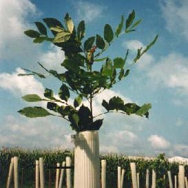 Miracle Tubes Tree Protectors - Image 3