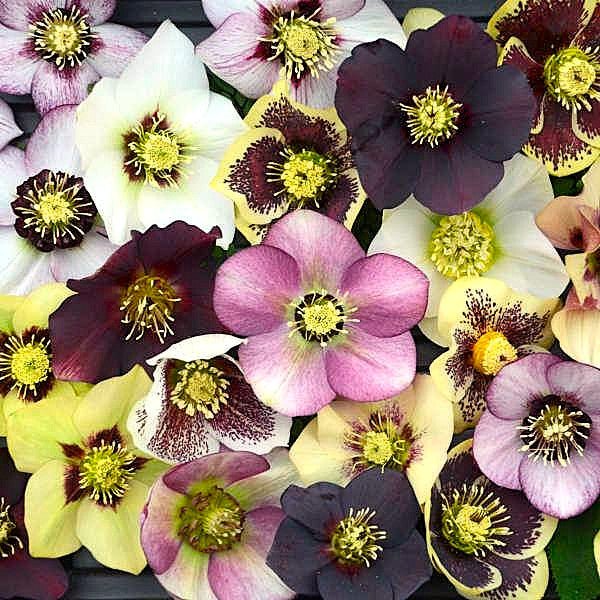 Mixed Lenten Rose Hellebore
