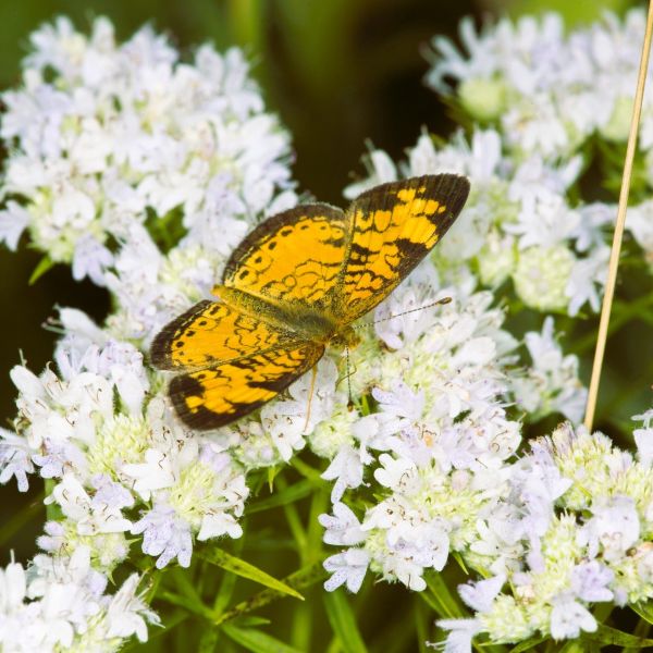 Pycnanthemum Muticum Mt. Mint