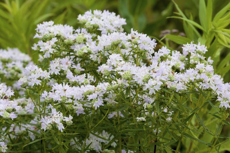 Pycnanthemum Muticum Mt. Mint - Image 3