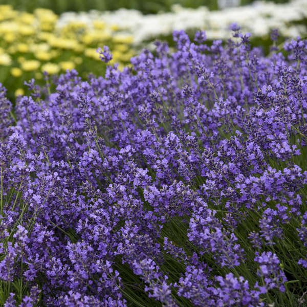 Munstead Lavender - Image 3