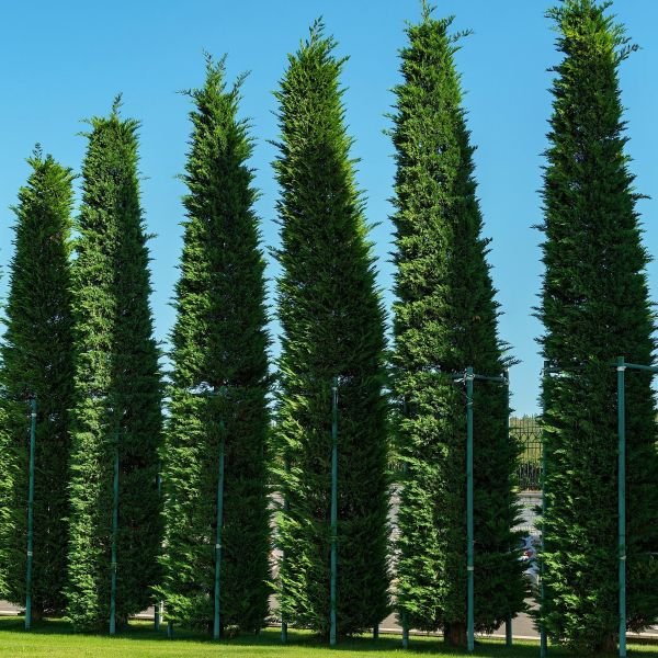Murray Cypress - Image 2