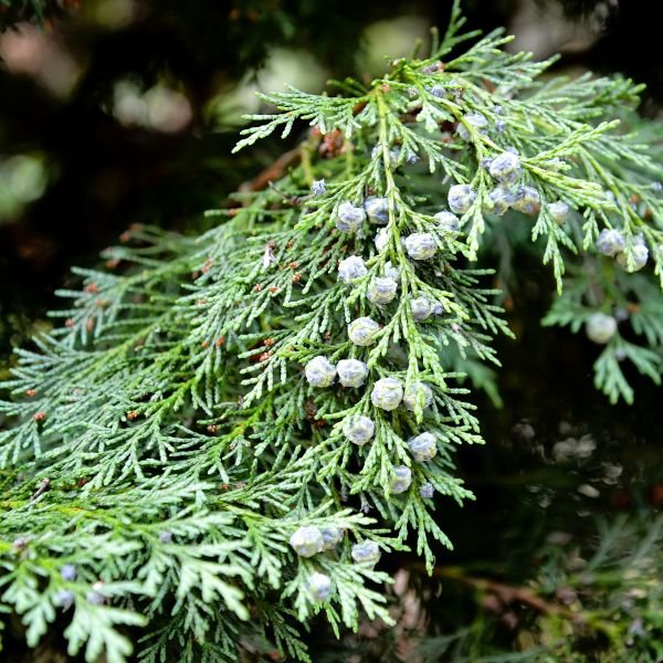 Murray Cypress - Image 3