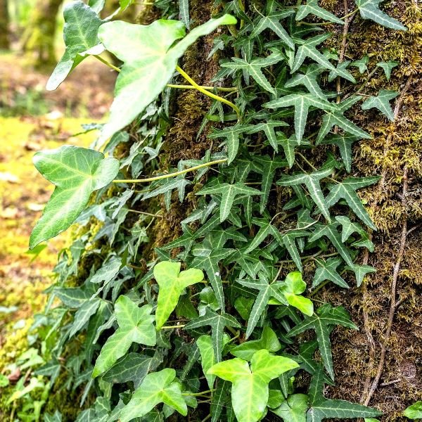 Needlepoint Ivy - Image 2