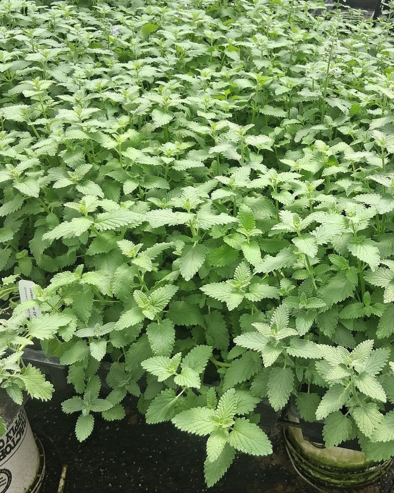 Walkers Low Nepeta Catmint