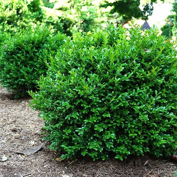 NewGen® Independence Boxwood - Image 3