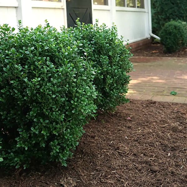 Boxwood NewGen Freedom® - Image 3