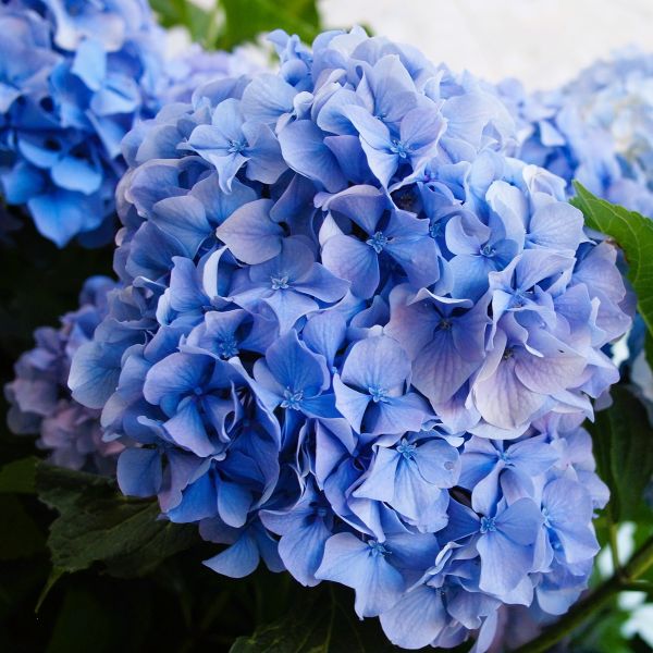 Nikko Blue Hydrangea Shrub