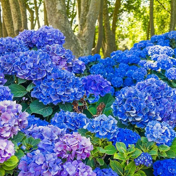Nikko Blue Hydrangea Shrub - Image 2