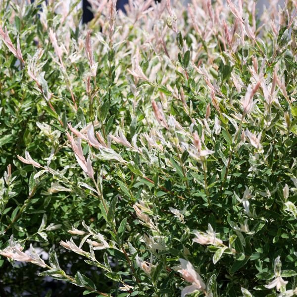 Willow Nishiki Dappled Shrubs - Image 3