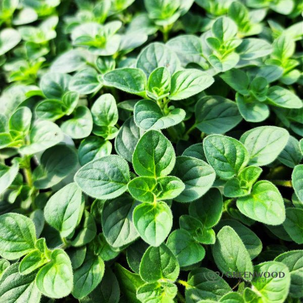 Oregano Hot and Spicy - Image 2