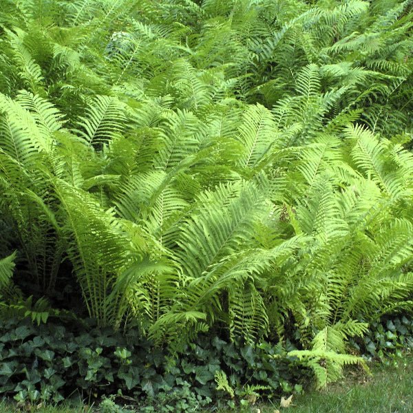 Ostrich Ferns