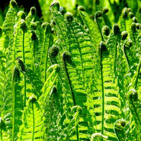 Ostrich Ferns - Image 2