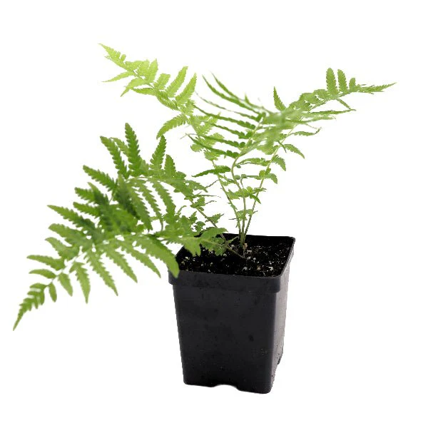 Ostrich Ferns - Image 3