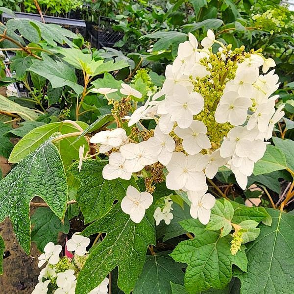Pee Wee Oak Leaf Hydrangea