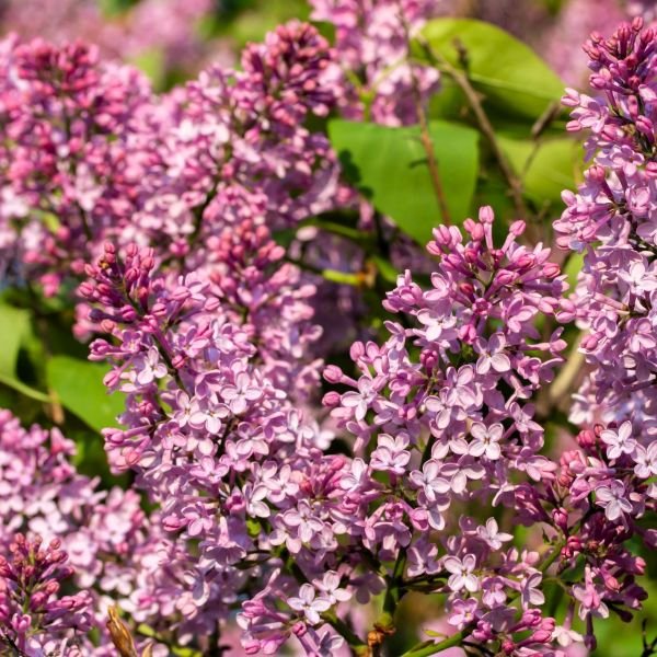 Persian Lilac Shrubs - Image 3