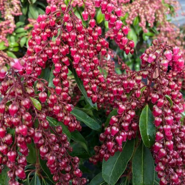 Pieris japonica Interstella - Image 3