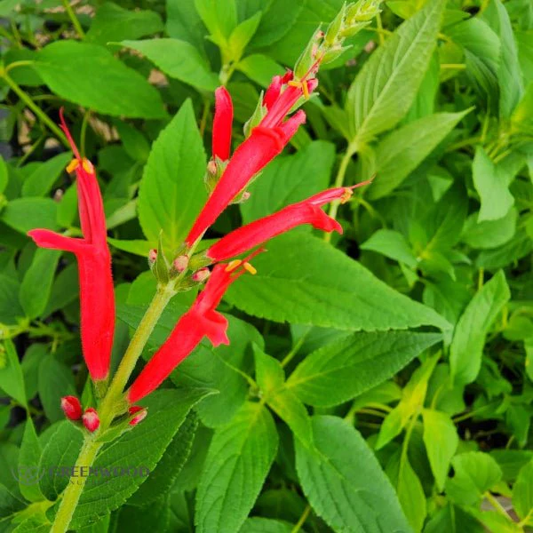 Pineapple Sage - Image 2
